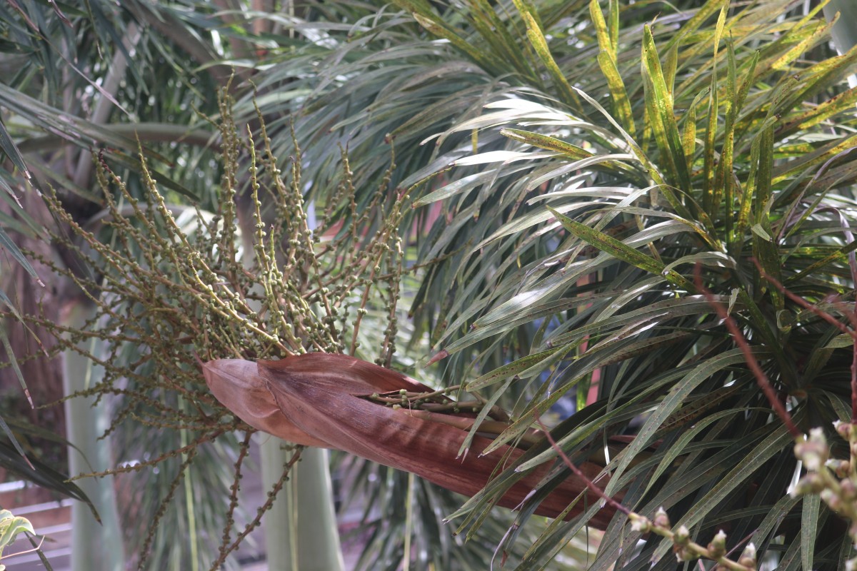 Wodyetia bifurcata A.K.Irvine